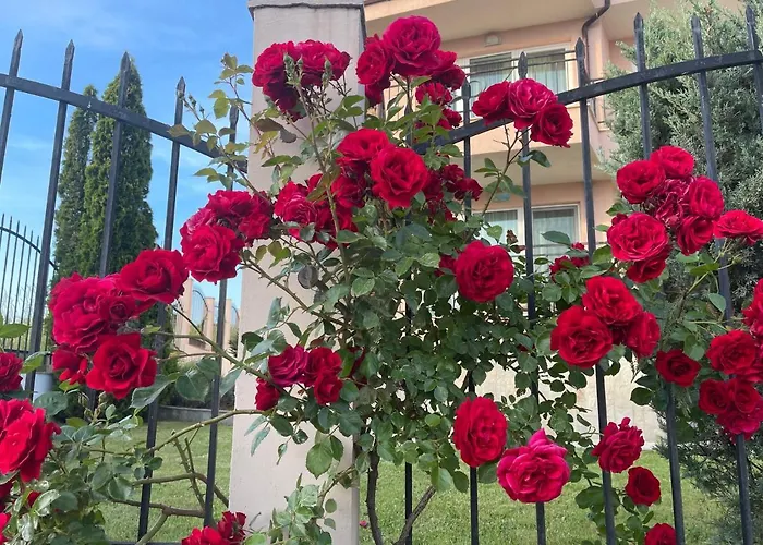 Mia * סוזופול